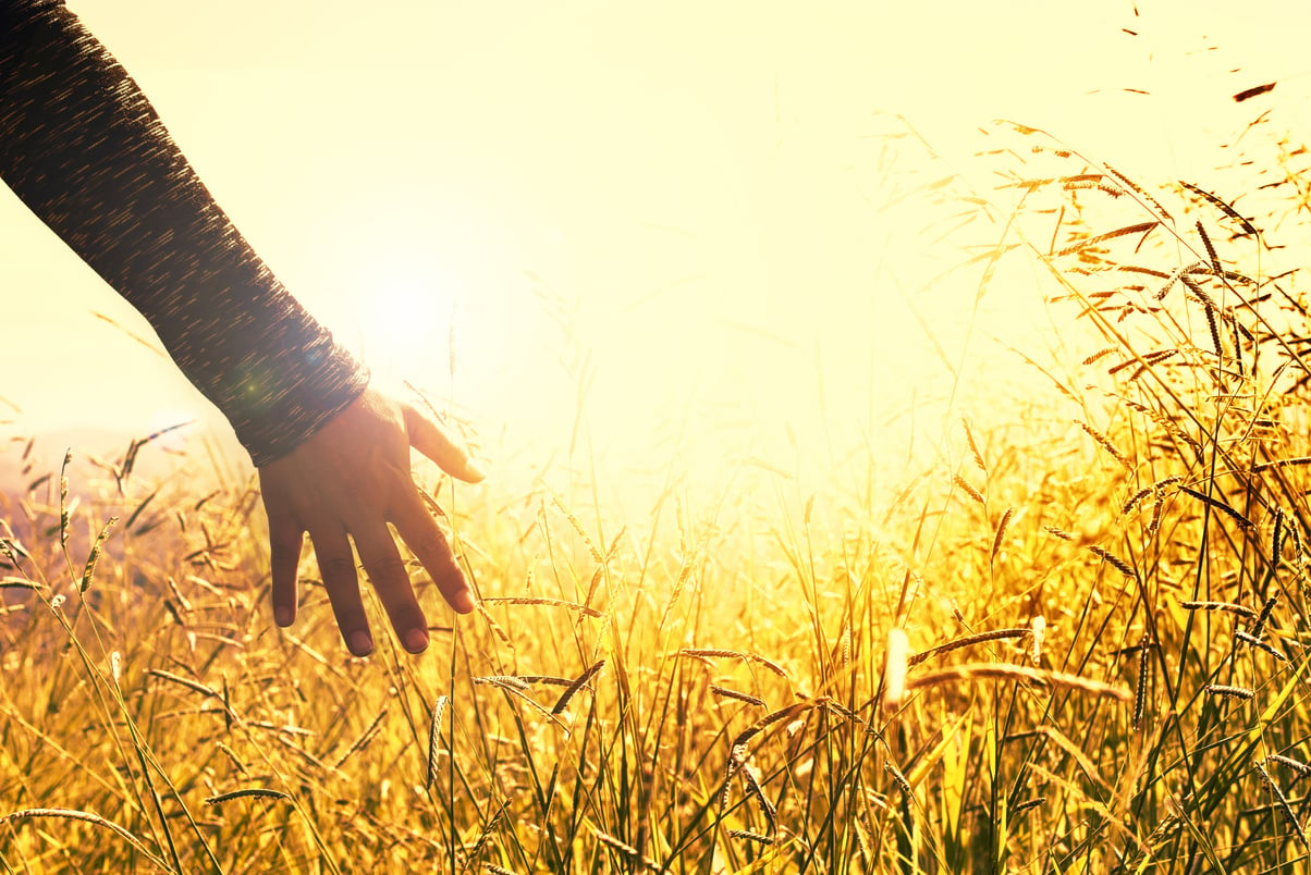 Hands Touching Grasses at sunset